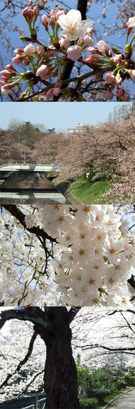 かわべりの桜