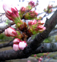 さくらの蕾