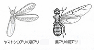 羽アリの種類