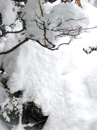 雪積もる冬の庭